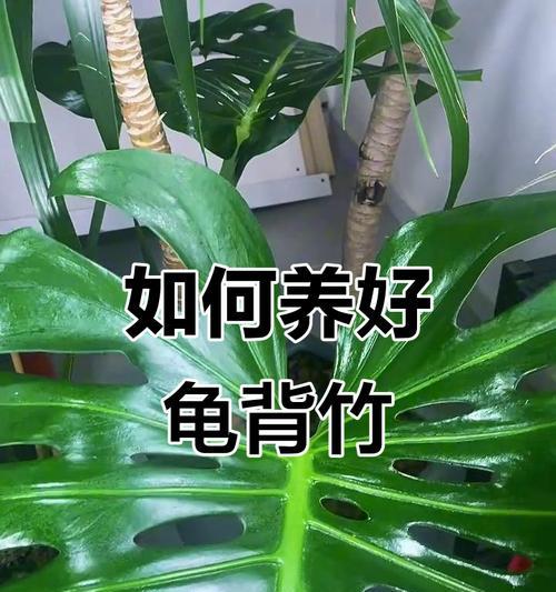 龟背竹施肥指南：什么肥料最适合？