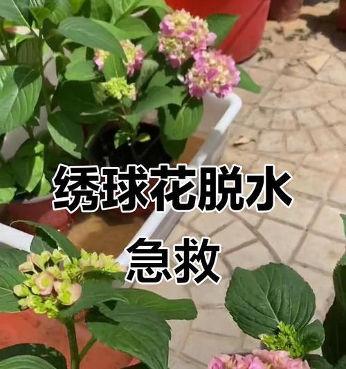花卉缺水蔫了应该怎么办？
