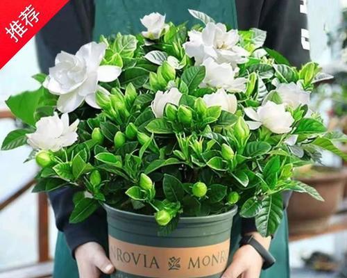 栀子花有几个品种？哪种栀子花最适合室内养殖？