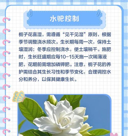 栀子花有几个品种？哪种栀子花最适合室内养殖？
