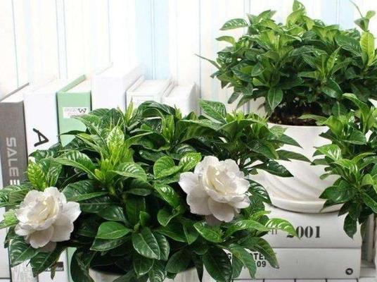 栀子花有几个品种？哪种栀子花最适合室内养殖？