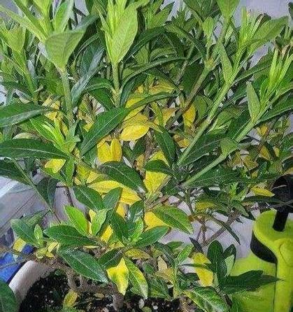 栀子花叶脉发黄的可能原因及处理？