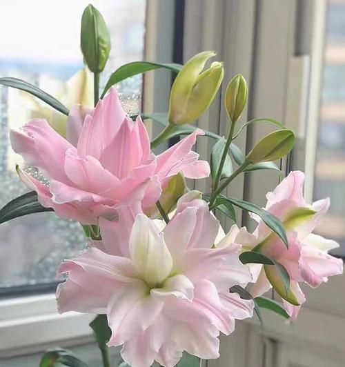 盆栽百合花的养护技巧是什么？