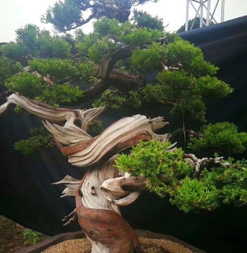 刺柏的养殖方法和注意事项有哪些？