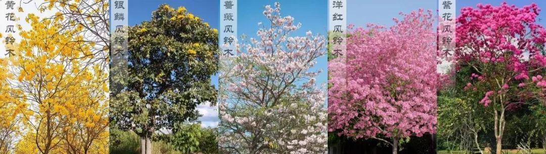 风铃木有哪些品种？风铃木的种植技巧是什么？