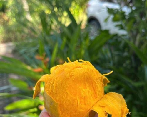 蛋黄果种植技巧有哪些？如何确保蛋黄果的高产？
