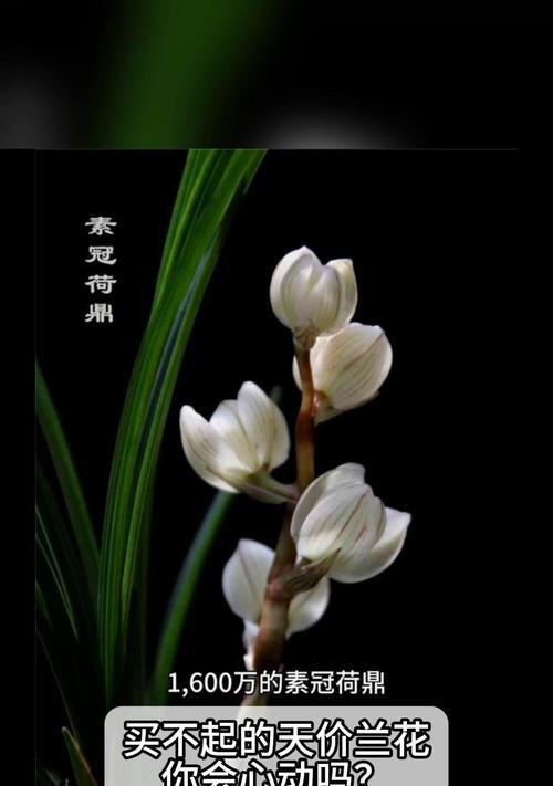 最贵兰花品种国宝是什么？如何鉴别和养护？
