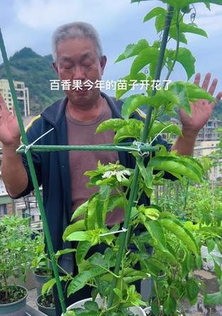 百香果盆栽怎么种？种植步骤和注意事项是什么？