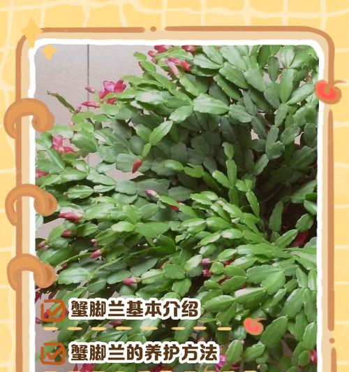 对兰的正确养护方法是什么？常见问题有哪些？