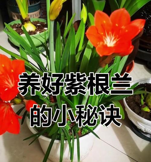对兰的正确养护方法是什么？常见问题有哪些？