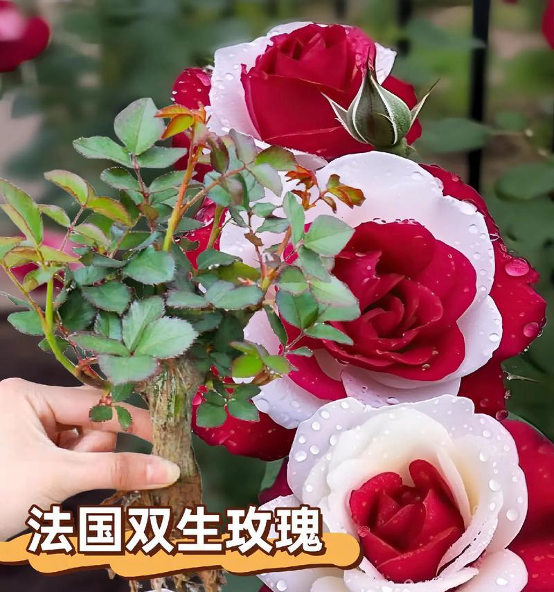 白玫瑰种植过程中需要注意哪些问题？