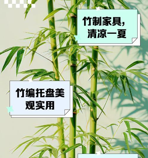 竹子有哪些品种？不同品种竹子的特点和用途是什么？