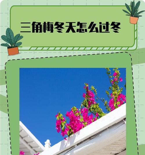 三角梅冬季养护的要点是什么？