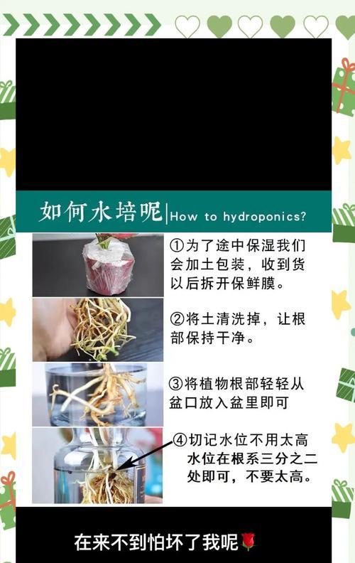 红掌修剪的最佳时机是什么时候？