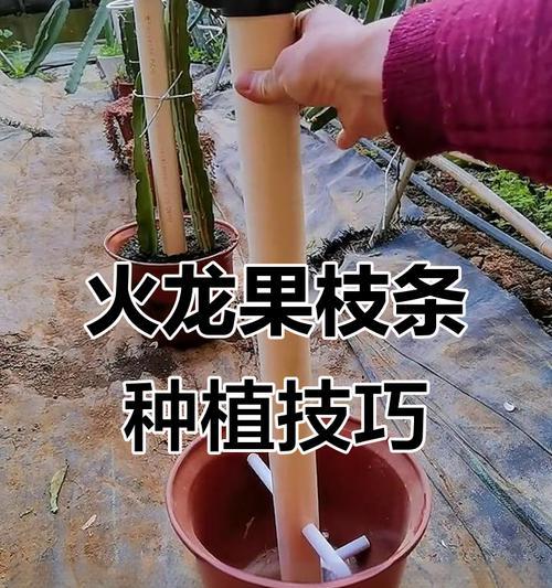 火龙果盆栽结果的秘诀是什么？