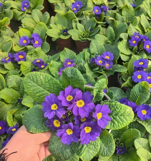 花卉种类繁多怎么认识？认识花卉的基本方法是什么？