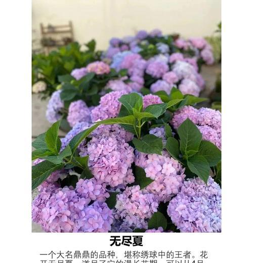 花卉种类繁多怎么认识？认识花卉的基本方法是什么？