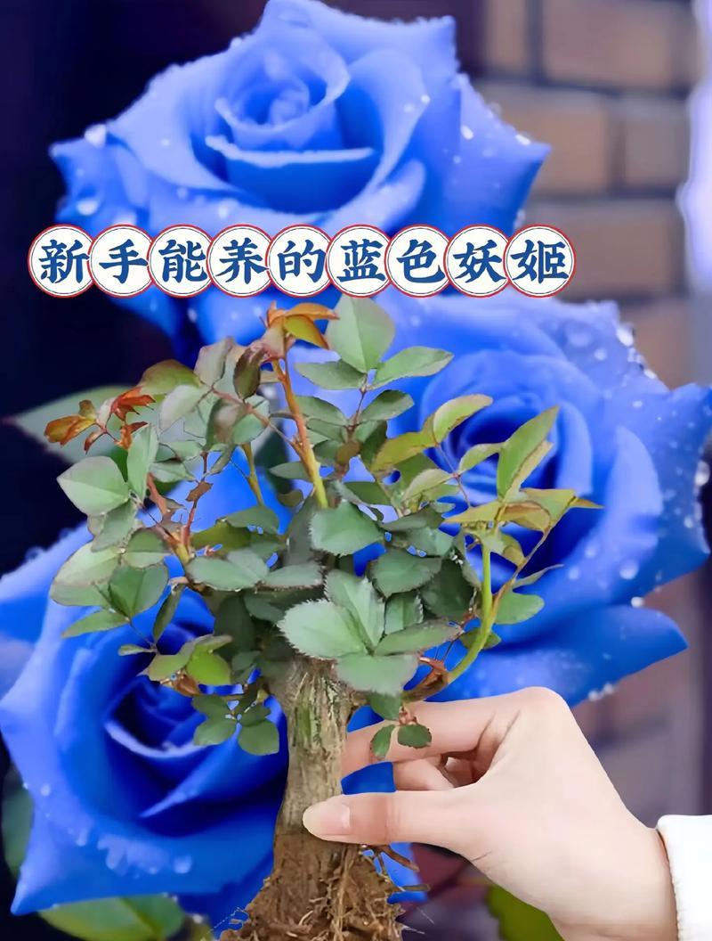 盆栽玫瑰花的正确养护方法是什么？