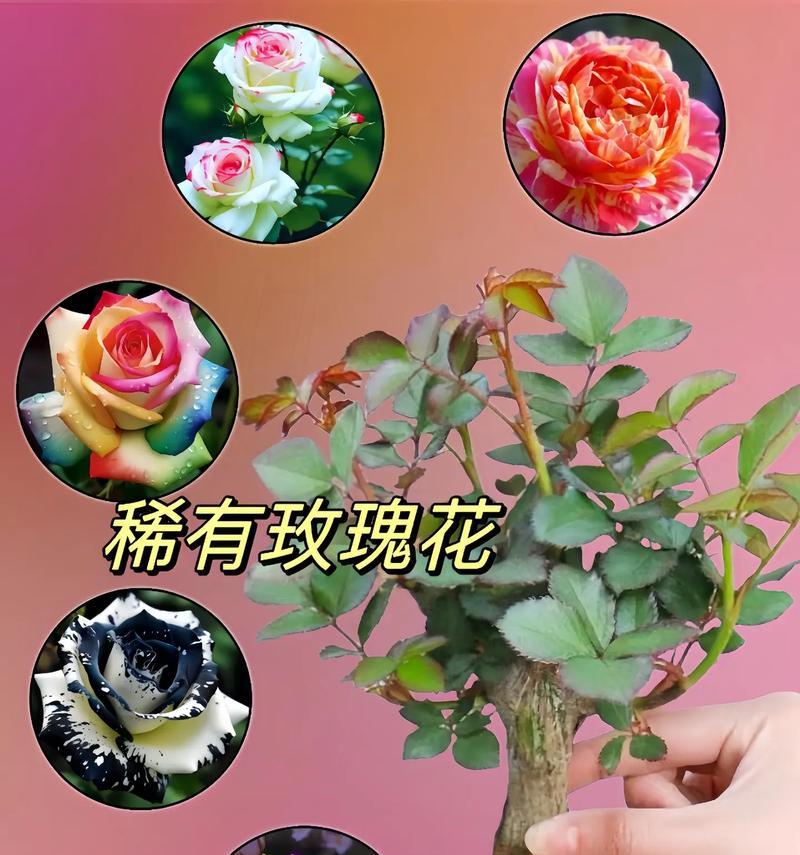 盆栽玫瑰花的正确养护方法是什么？