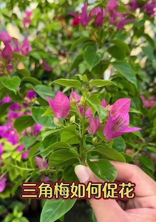三角梅不开花怎么办？如何促进三角梅开花？