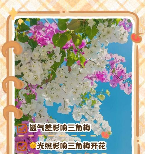 三角梅不开花怎么办？如何促进三角梅开花？