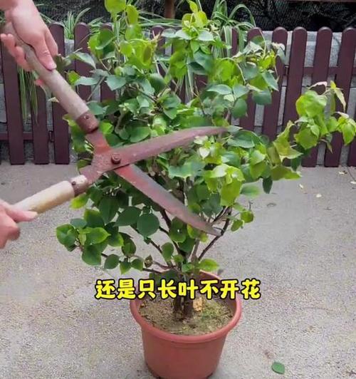 三角梅不开花怎么办？如何促进三角梅开花？