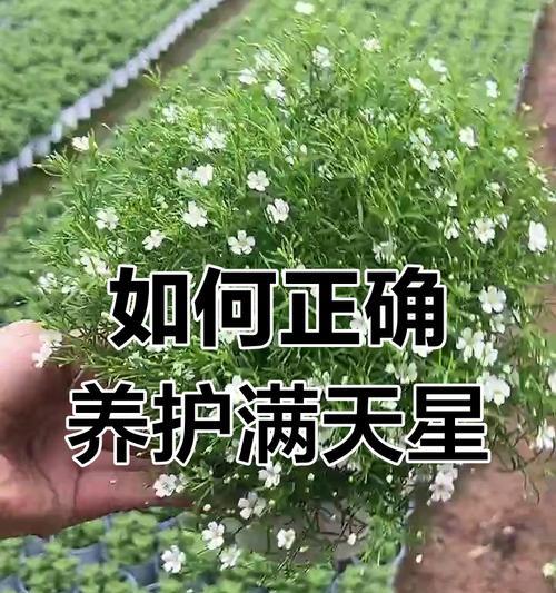 满天星养护技巧防止枯萎？