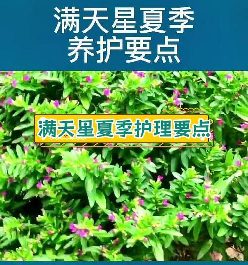 满天星养护技巧防止枯萎？