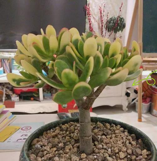 玉树换盆的最佳时间和步骤是什么？