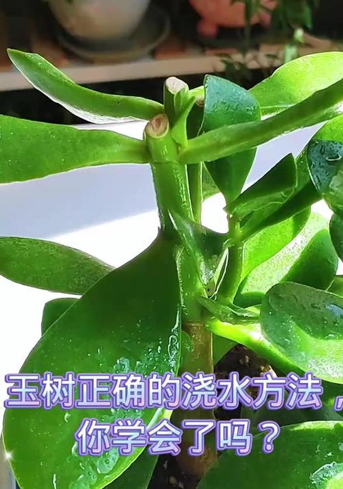 玉树换盆的最佳时间和步骤是什么？