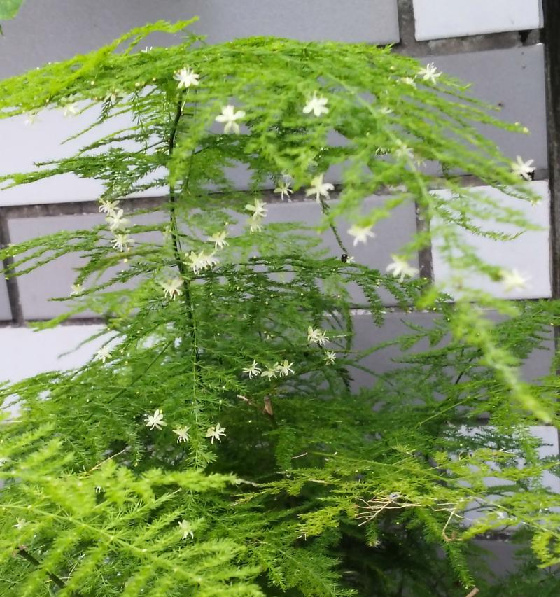 文竹开花的条件和意义是什么？