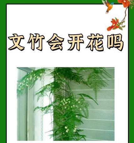 文竹开花的条件和意义是什么？