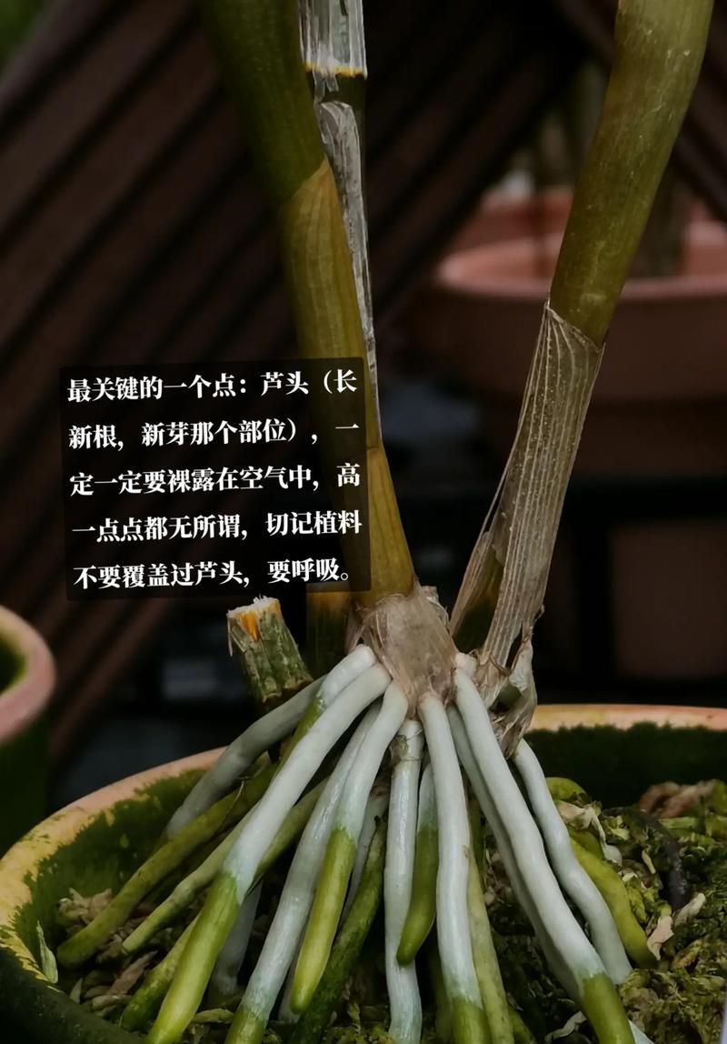 石斛兰修剪的最佳时机是什么时候？如何正确修剪？