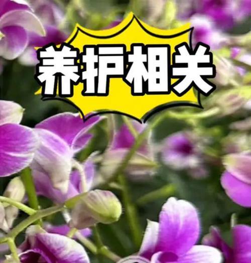 石斛兰修剪的最佳时机是什么时候？如何正确修剪？