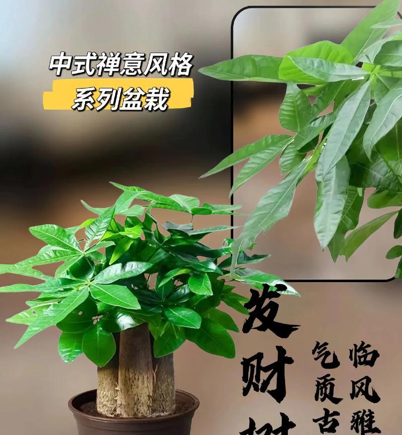 盆栽发财树移植的正确步骤？