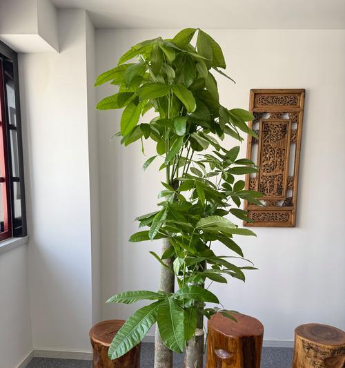 盆栽发财树移植的正确步骤？