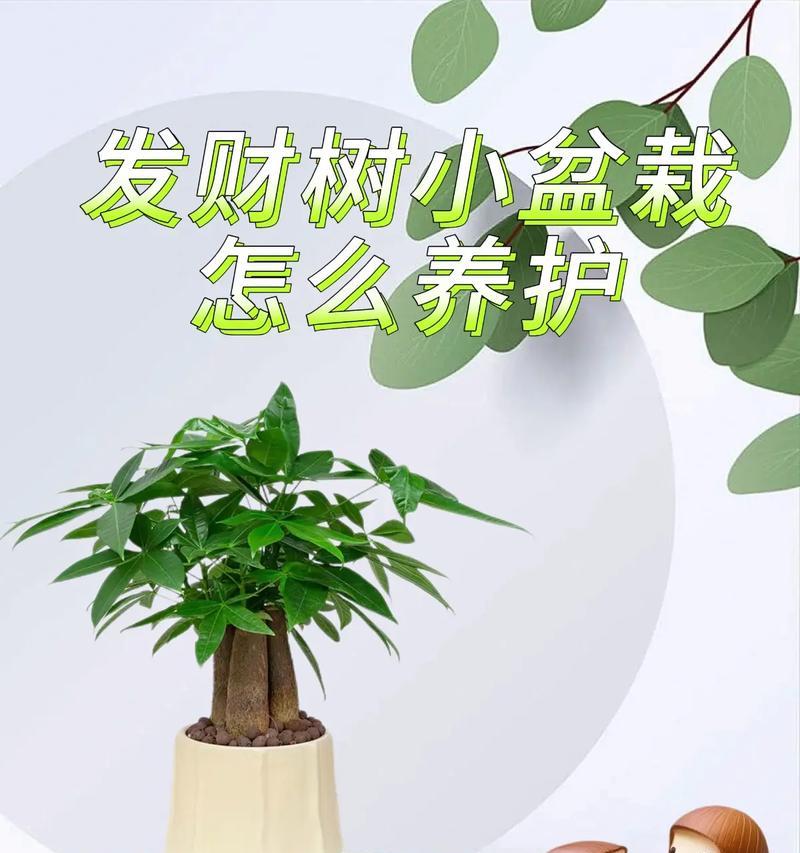 盆栽发财树移植的正确步骤？