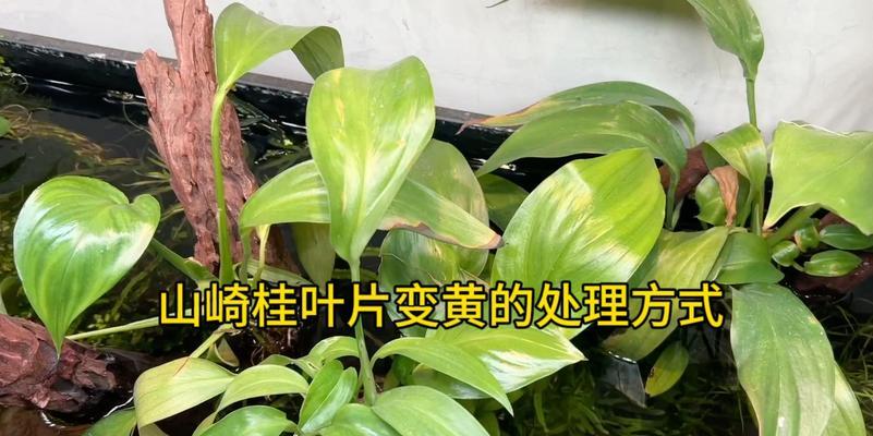 盆栽叶子变黄是什么原因？如何解决？