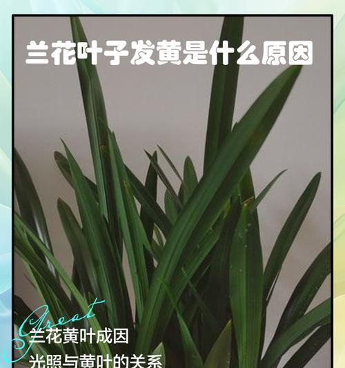 盆栽叶子变黄是什么原因？如何解决？