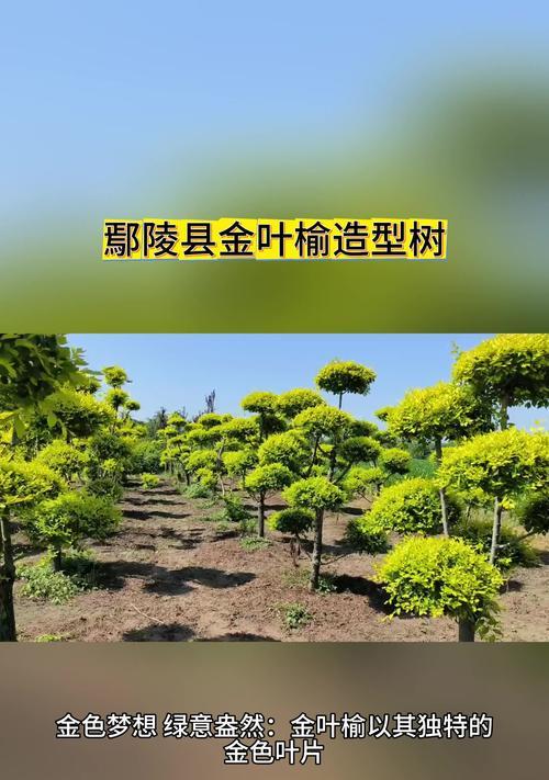 树木品种大全？哪种树木最适合城市绿化？
