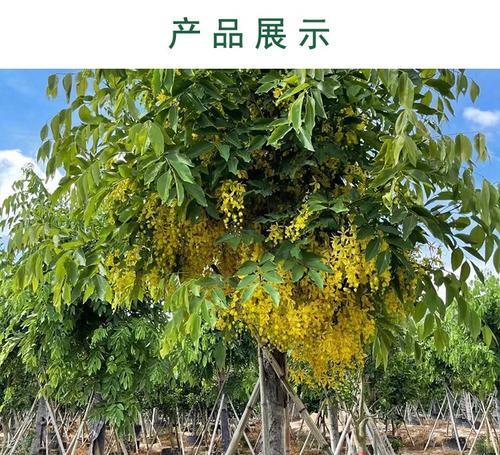 树木品种大全？哪种树木最适合城市绿化？
