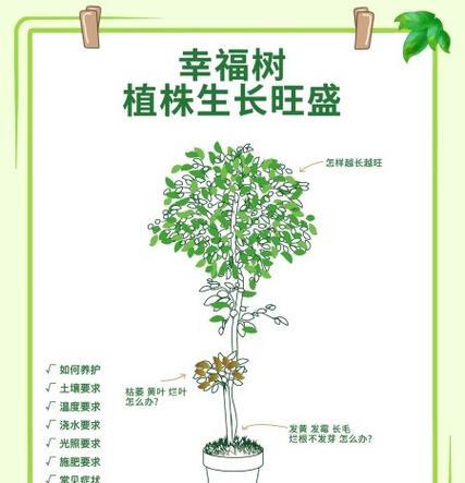 幸福树的养殖方法和注意事项是什么？