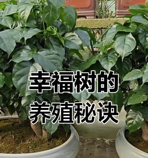 幸福树的养殖方法和注意事项是什么？