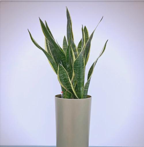 虎尾兰种植的正确方法是什么？