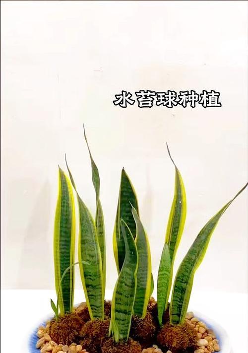 虎尾兰种植的正确方法是什么？