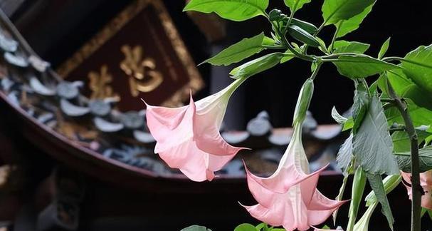 哪些花是有毒的？接触这些植物时需要注意什么？