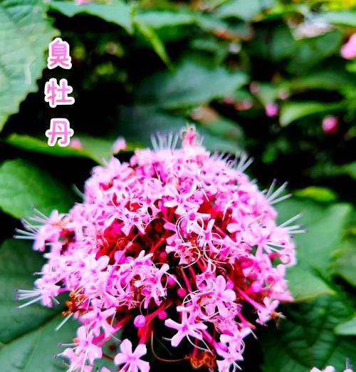 臭牡丹花的养殖方法有哪些？
