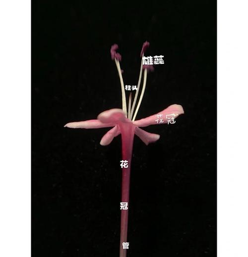臭牡丹花的养殖方法有哪些？