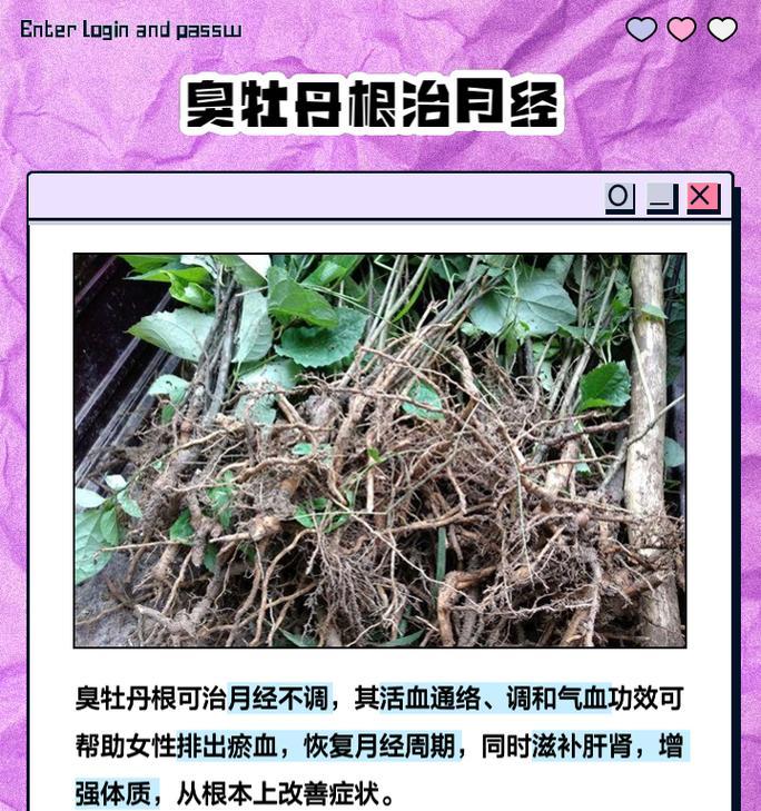 臭牡丹花的养殖方法有哪些？