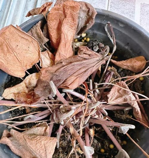 仙客来叶子发黄的常见原因及解决办法？